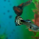 Image for article titled Guppies: When You Want a Pet Cannibal but Aren't Ready for a Hamster